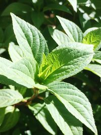 Close-up of fresh green plant