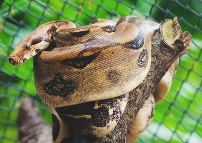 Close-up of snake on tree