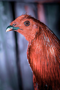 Close-up of rooster