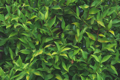 Full frame shot of plants growing on field