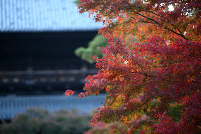 View of autumnal tree against orange sky