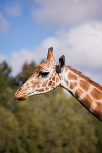 Close-up of a giraffe