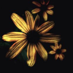 Close-up of yellow flower