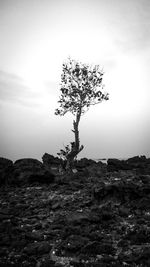 Tree on landscape against sky