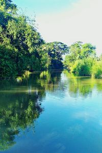 Reflection of trees in lake