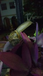 Close-up of lizard on plant