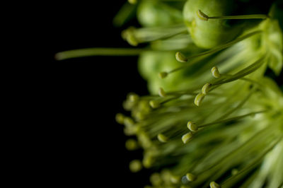 Close-up of fresh green plant against black background