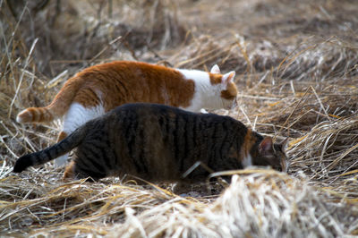 Cat lying in a field