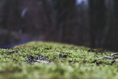 Surface level of grass on field