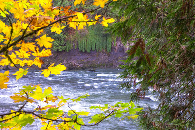 Tree by river in forest during autumn