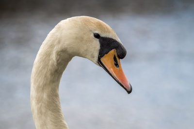 Close-up of white bird