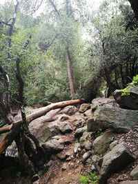 Scenic view of rocks in forest