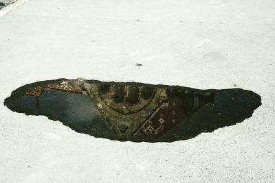 Close-up of turtle in water