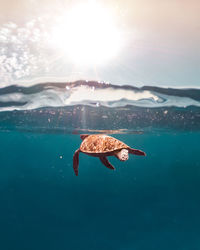 Wild life turtle swimming in tje blue ocean, over under