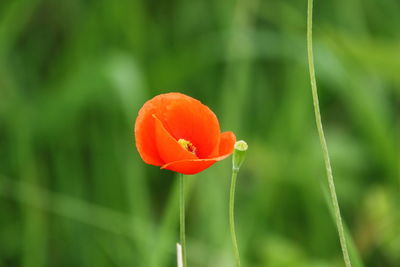 Close-up of orange poppy flower