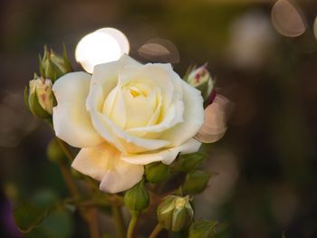 Close-up of white rose