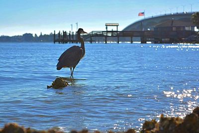 View of birds in water