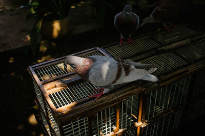 Pigeons market