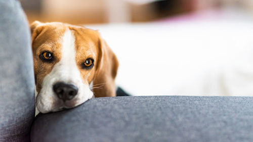 Portrait of dog relaxing on floor