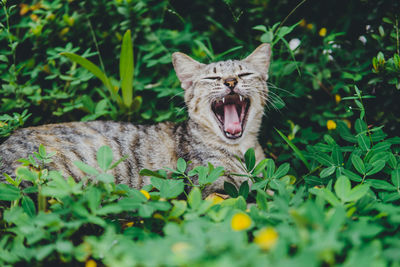 Cat yawning while sitting on field