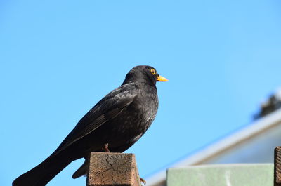 Low angle view of bird perching on wooden post against clear sky