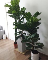 Close-up of potted plant on table at home