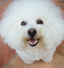 Close-up portrait of white dog