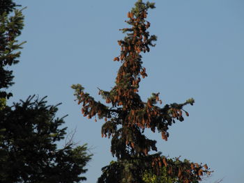 Low angle view of tree against clear blue sky