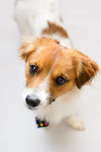 Close-up portrait of a dog