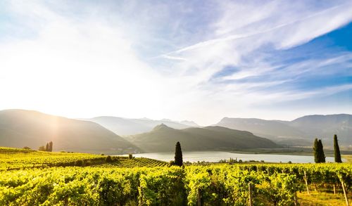 Scenic view of vineyard by lake and mountain against sky