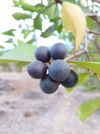 Close-up of berries growing on tree