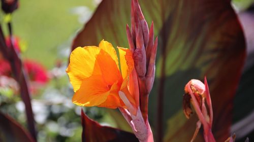 Close-up of yellow flowering plant