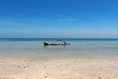 Driftwood on shore against blue sky