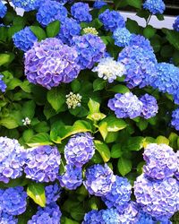 Close-up of purple hydrangea flowers