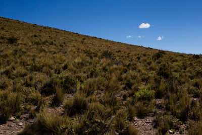 Scenic view of field against clear blue sky