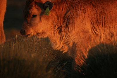 Close-up of cow