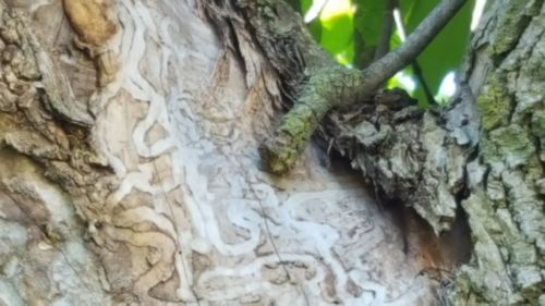 Close-up of tree trunk