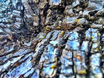 Close-up of lichen on rock