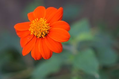 Close-up of orange flower