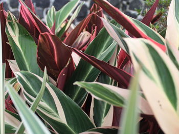 Close-up of red leaves on plant