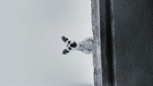 Close-up of dog against sky