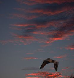 Bird in a sunset