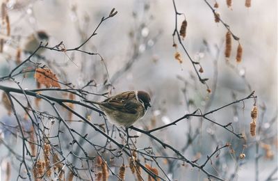 Close-up of bird perching on bare tree during winter