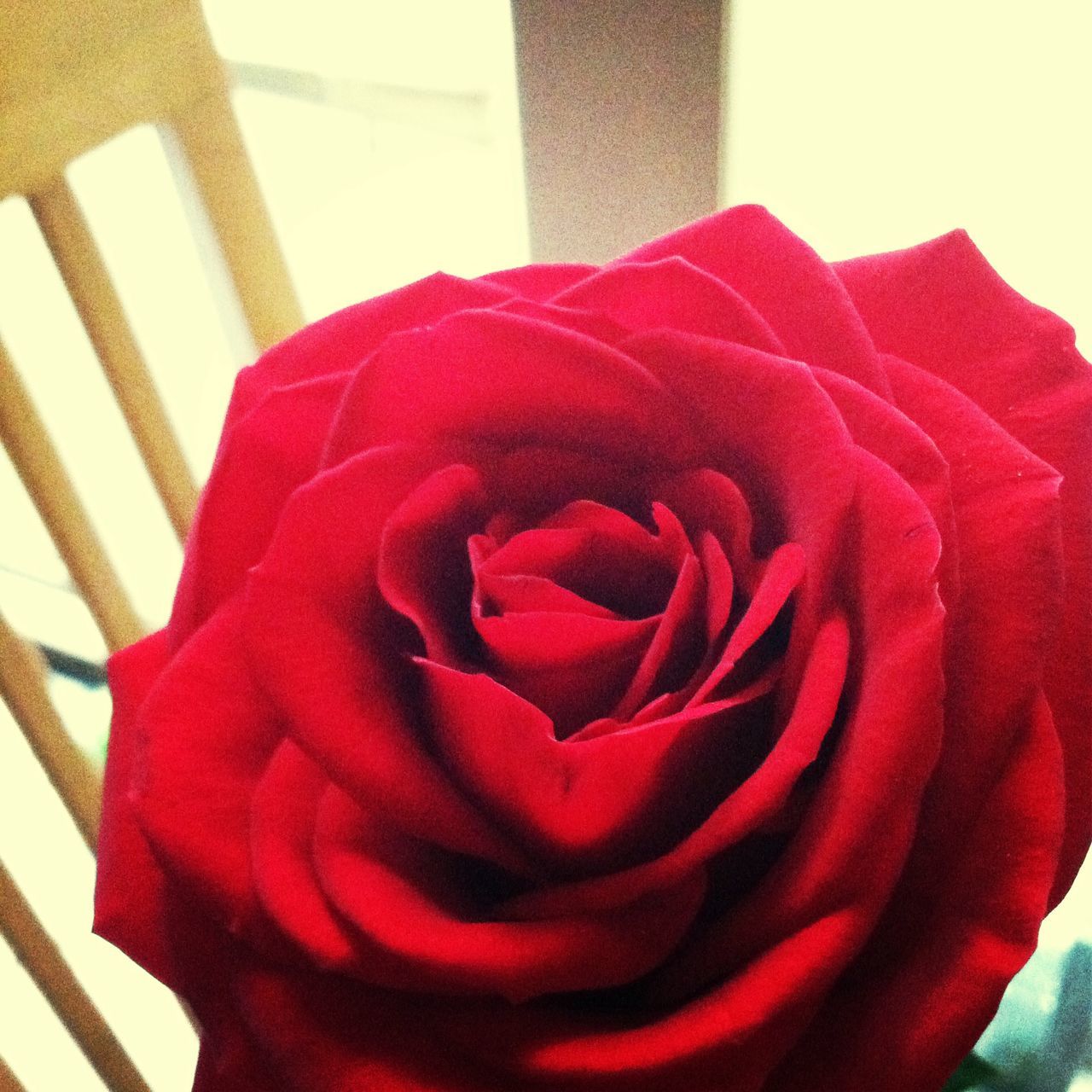 flower, petal, flower head, rose - flower, red, close-up, single flower, fragility, freshness, indoors, rose, beauty in nature, pink color, nature, growth, single rose, no people, softness, focus on foreground, blooming