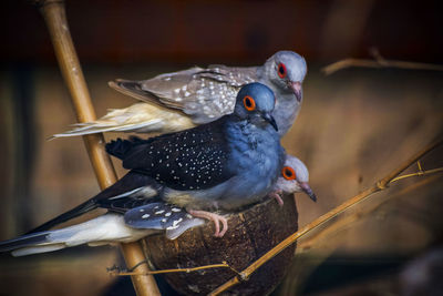 Close-up of birds perching