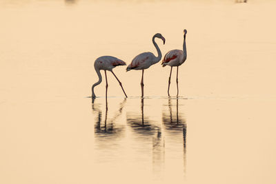 Flamingos in lake