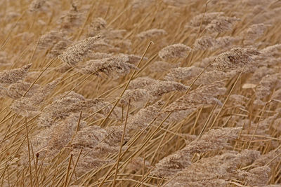 Close-up of wheat field