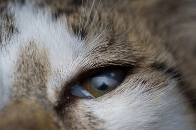 Close-up of cat