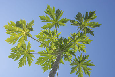 Close-up of plant against sky