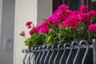 Close-up of pink flowers